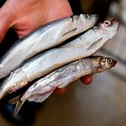Strömming.