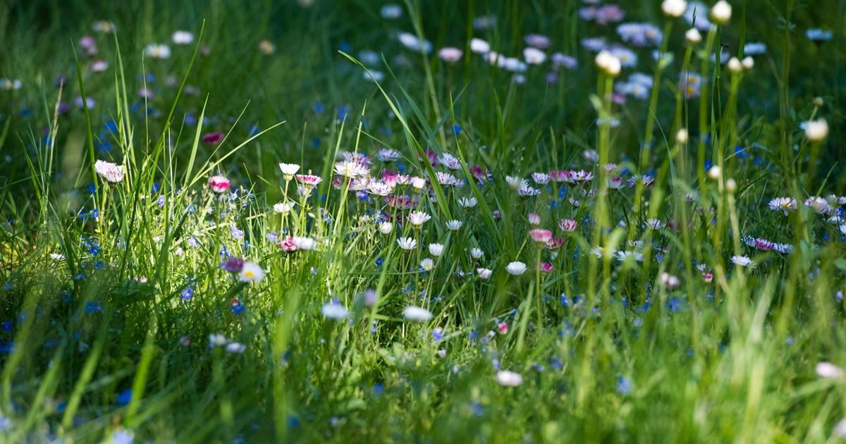 &laquo;Det er på tide å forlate normen med en godt trimmet plen&raquo;