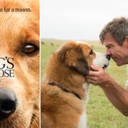 Skådespelaren Dennis Quaid tillsammans med en hund i filmen A dog's purpose.