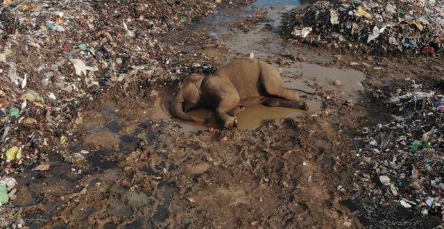 En död elefant på en soptipp i Pallakkadu. Achala Pussalla / AP