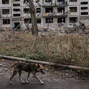 En hund i Kostiantynivka nära dåvarande fronten i Ukraina 2025.