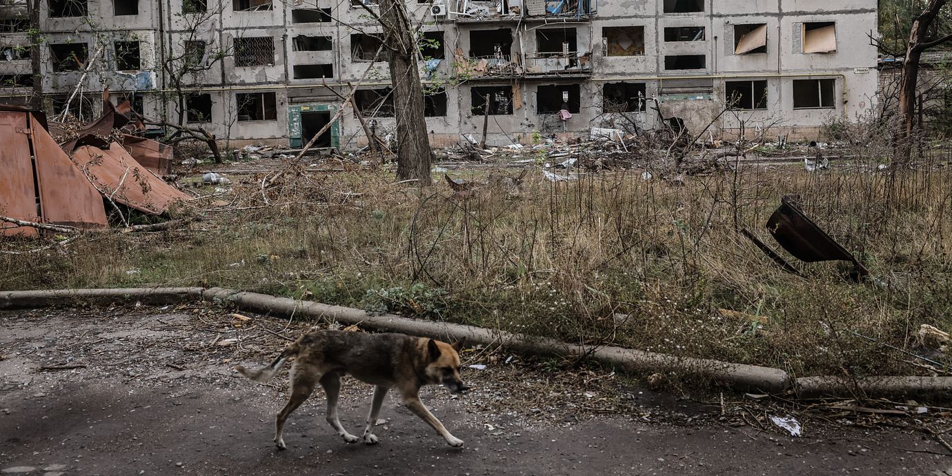 En hund i Kostiantynivka nära dåvarande fronten i Ukraina 2025.