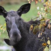 Arkivbild: Älgko i Östergötland.