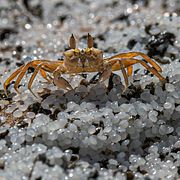 En krabba vandrar omkring bland plastpellets på stranden. 