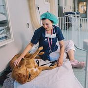 En hund tas om hand på ett djursjukhus i Stockholm. Enligt Saco är veterinär ett jobb med goda framtidsutsikter.