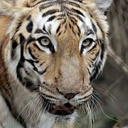 En bengalisk tiger.