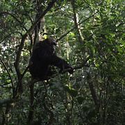 En av schimpanserna.