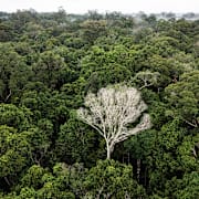 Dött träd i Amazonas.