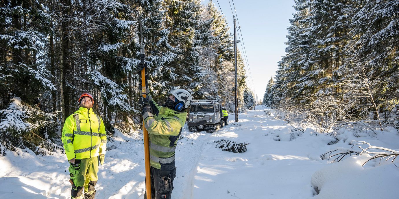 Montörerna Linus och Amadeus sågar ner en grantopp som knäckts av snö och vind och lagt sig på en högspänningsledning  på Österlen 2024.