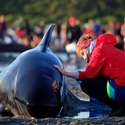 Frivilligarbetaren Lea Stubbe gnider in vatten i en grindval som strandade i torsdags. Omkring 100 av de valar som strandade på torsdagen har kunnat återvända till havet.