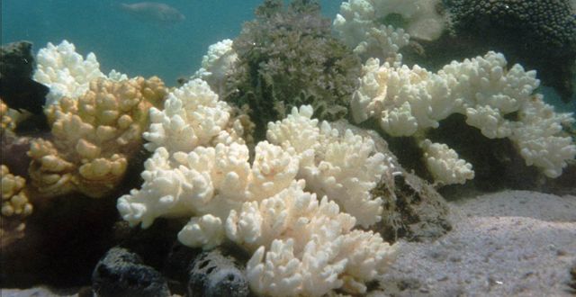 Korallrev utanför Thailands kust. Arkivbild. Narumol Kornkanitnon / TT NYHETSBYRÅN/ NTB Scanpix