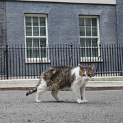 Katten Larry framför ett hus (som inte har sålts) i centrala London.