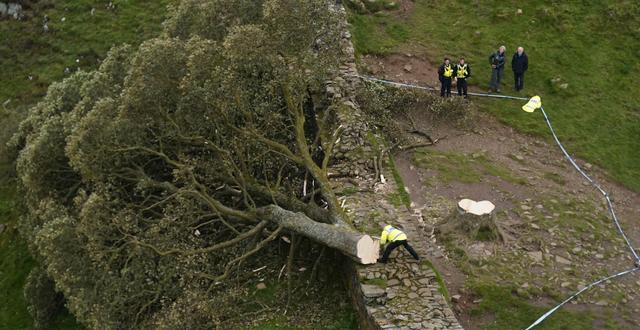 Resterna av det fällda trädet. Owen Humphreys / AP