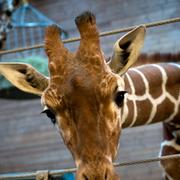 Giraffen Marius.