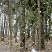 Snöfall med stora snöflingor faller på en gångväg genom en skog i Solna.