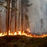 Skogsbrand vid Kårböle strax utanför Ljusdal.