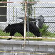 En björn i den japanska staden Fukushima i somras.