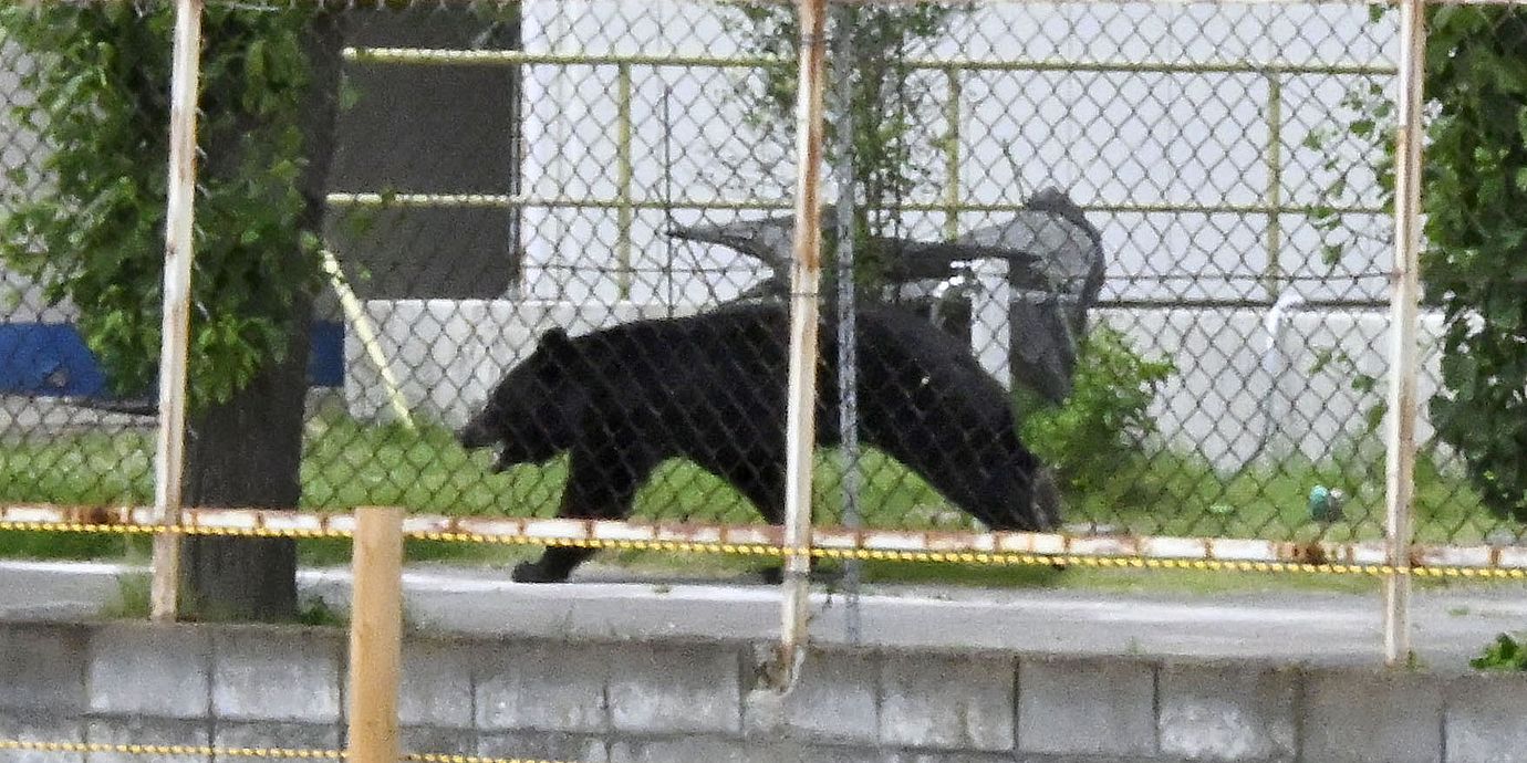 En björn i den japanska staden Fukushima i somras.