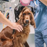 Veterinärer undersöker en hund på Djursjukhuset Bagarmossen.