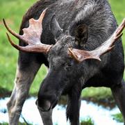 Älgtjur betar i Östergötland. 