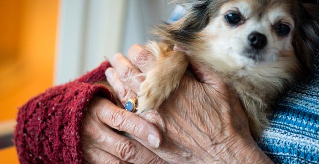 En äldre kvinna kramar om en hund på ett äldreboende. Arkivbild.  Pontus Lundahl/TT / TT NYHETSBYRÅN