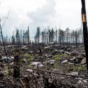 Arkivbild: Sörhörende, ett år efter skogsbranden i Västmanland