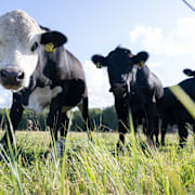 Kossor i en hage i Mälardalen.