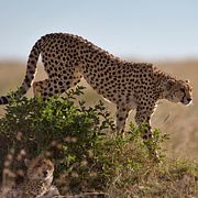 En gepard. Arkivbild.