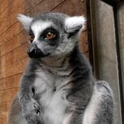 Lemur. Arkivbild.