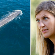 Danska försvarets fotografi av den siktade ubåten/Beatrice Fihn