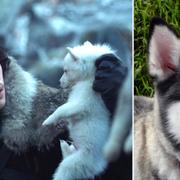 Karaktären Jon Snow med en jättevarg i serien / siberian husky