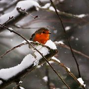 En rödhake på en vintergren.