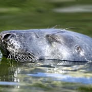 En knubbsäl. Illustrationsbild. 