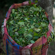 En påse med kokablad i Colombia.