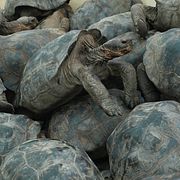 Några av de 158 sköldpaddorna. 