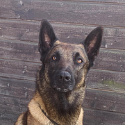 Hunden Ymer skadades under en sökinsats.