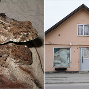 Ödlor av arten hjälmgecko samt bostaden Löberöd i Skåne.