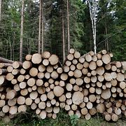 Arkivbild. Fällda träd.