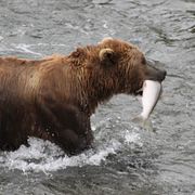 Brunbjörn i Katmai. Arkivbild.