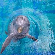 Illustrationsbild på en annan delfin.