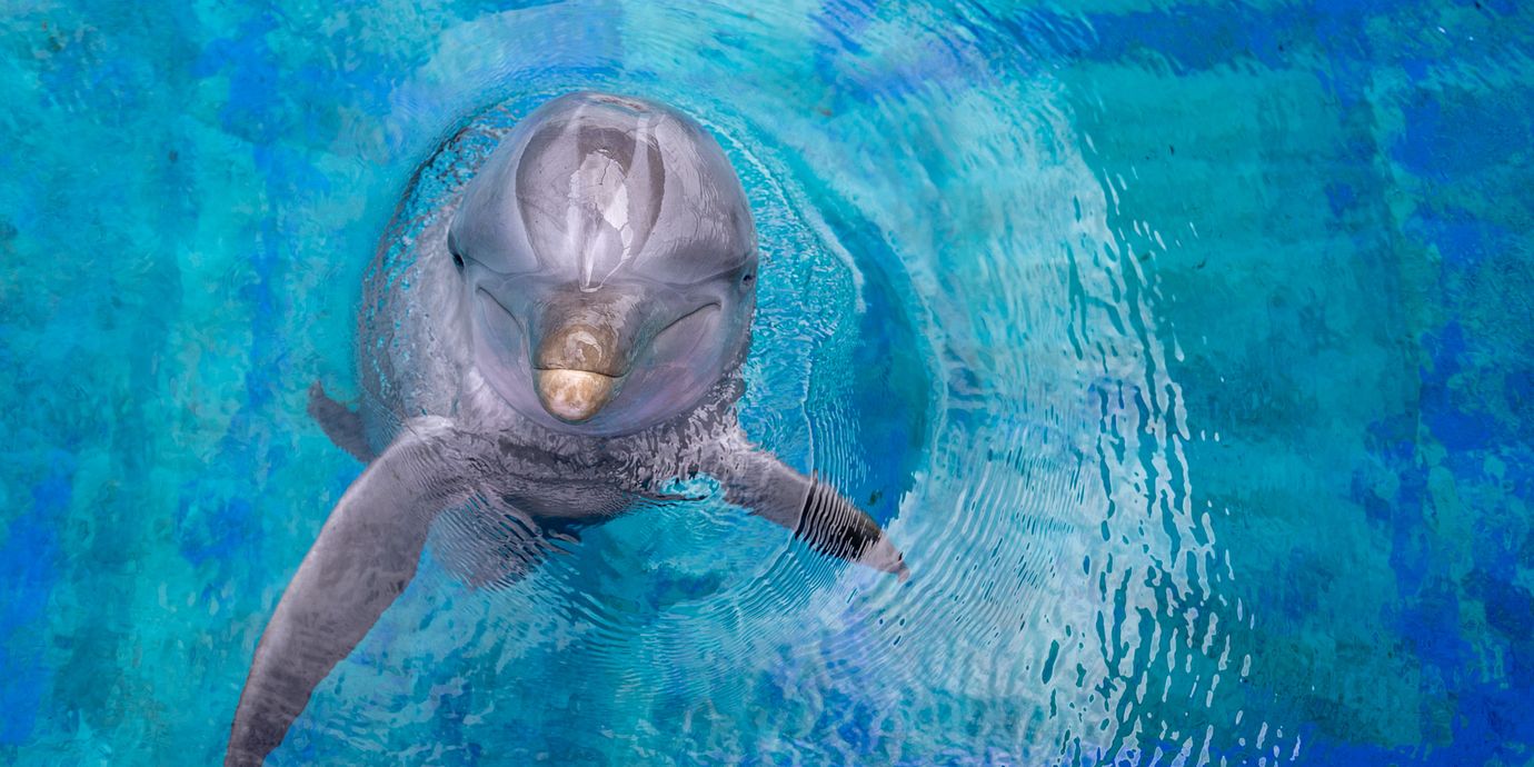 Illustrationsbild på en annan delfin.
