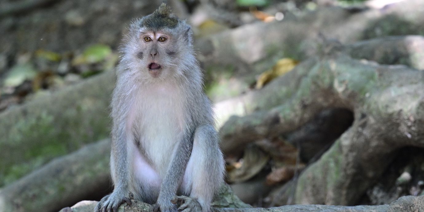 En makak i Lombok i Indonesien. Om just den här individen äter smutsig mat eller inte framgår inte.