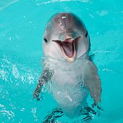 Arkivbild: En delfin på Kolmården. 