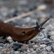 Mördarsniglarna gör sig redo för en ny sommar. Det bästa för dem är att våren blir nederbördsrik.