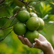 Sydafrika är världens näst största exportör av citrusfrukter. 