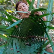 Kvinna tillverkar korg av blad från träd i Amazonas i Brasilien. 
