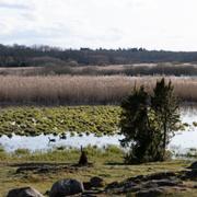  Naturreservatet Hjälstaviken i Enköpings kommun. 
