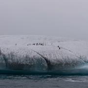 Pingviner på drivis utanför Antarktis kust. 