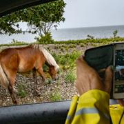 Tujaskogen på Öland.