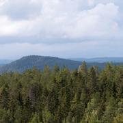 Vy med granskog i Medelpad. 
